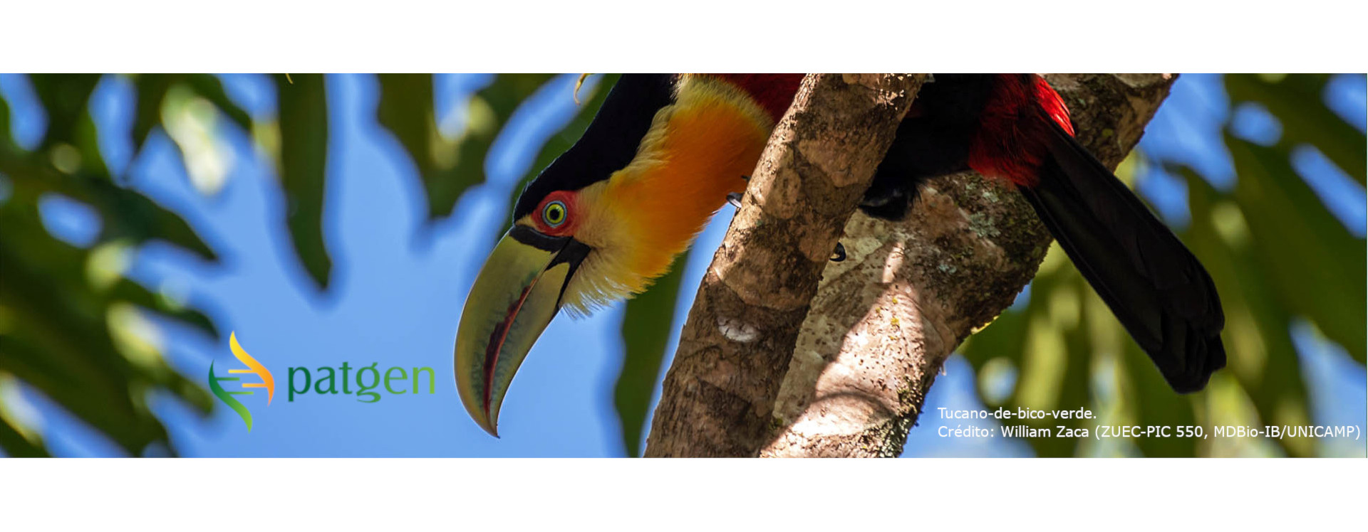 Image of a green-billed toucan perched on a branch looking down. The image has a watermark with the genetic heritage commission logo positioned a little to the right, but close to the bottom left corner.